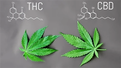Hver er munurinn á THC og CBD