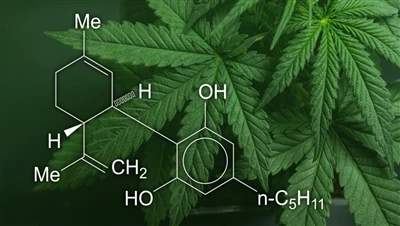 CBD, marijúana og hampi: Hver er munurinn á þessum kannabisvörum og hverjar e...