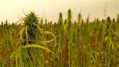 Alvarlegar fréttir um CBD: Kanadísk kannabisfyrirtæki hætta á bandarískum ham...