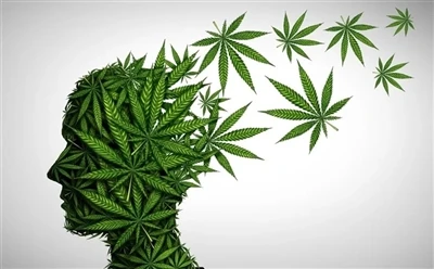 Hvernig á að nota CBD olíu fyrir bestan ávinning: Heildarleiðbeiningar?