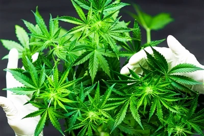 Af hverju CBD gerir fyrir bestu náttúrulegu varasalvana?